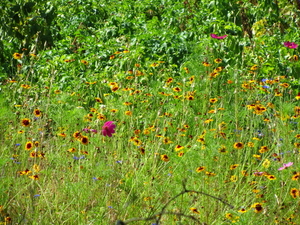 Natuur