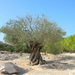2 Pont du Gard 001