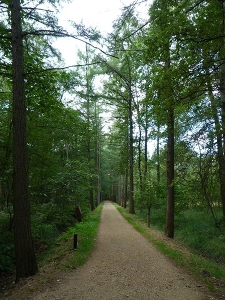 32-De Averegten-wandelbos