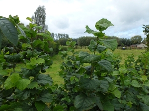 2012-09-26 Sint-Antelinks 008