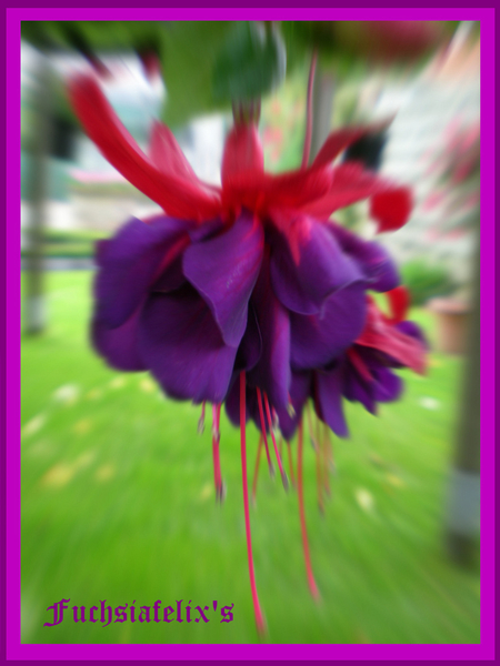fuchsiafelix's.