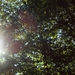 Als de zon door het bladerdek piept...