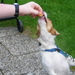 Nu gaat een hond es op reis, moet em nog dansen voor de kost