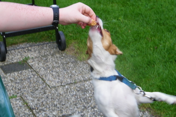 Nu gaat een hond es op reis, moet em nog dansen voor de kost