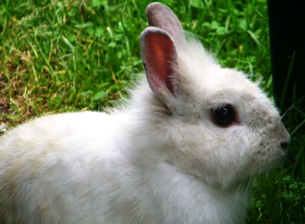 kom je buiten spelen Trixie