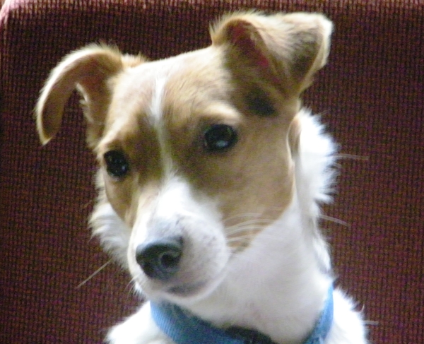 Ff een lief snoetje opzetten, mss vang ik wel een koekje.