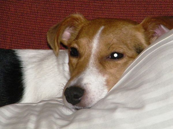 Even een uiltje vangen, 't was een zware dag.