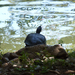 zonnebadende waterschildpad villa Borghese