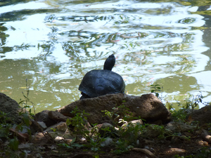 zonnebadende waterschildpad villa Borghese