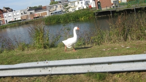 Fietsen Westuit Meerbeke 2012 141