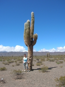 Los Cardones, park met enorme cactussen