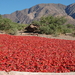 Calchaquivallei, paprika's drogen in de zon