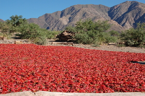 Calchaquivallei, paprika's drogen in de zon