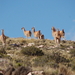 Vicuna's onderweg naar Jujuy