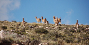 Vicuna's onderweg naar Jujuy