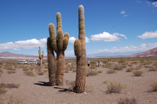 Los Cardones, park met enorme cactussen