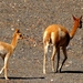 Vicuna's onderweg naar Jujuy