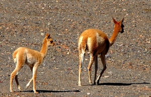 Vicuna's onderweg naar Jujuy