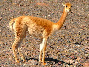 Vicuna's onderweg naar Jujuy