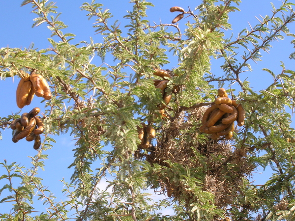 Ra Ra, wat zijn dat ?!?!