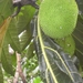 costa rica 2012 019
