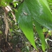 costa rica 2012 025