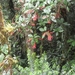 costa rica 2012 027