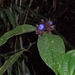 costa rica 2012 029