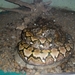 costa rica 2012 036
