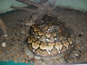 costa rica 2012 036