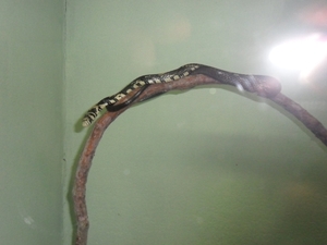 costa rica 2012 037