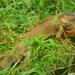 costa rica 2012 040