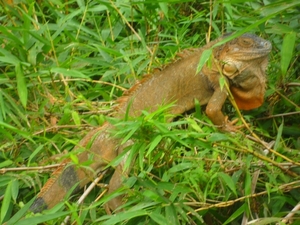 costa rica 2012 040