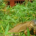 costa rica 2012 041