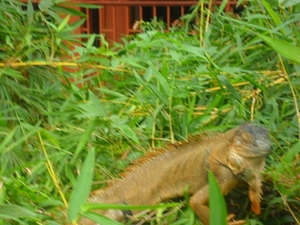 costa rica 2012 041