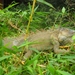 costa rica 2012 042