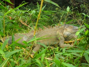 costa rica 2012 042