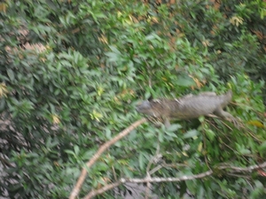 costa rica 2012 043