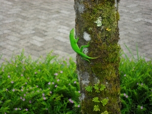 costa rica 2012 049