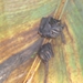 costa rica 2012 051