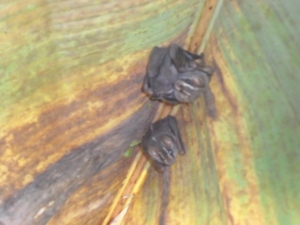 costa rica 2012 051
