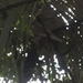 costa rica 2012 053