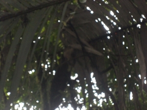 costa rica 2012 053