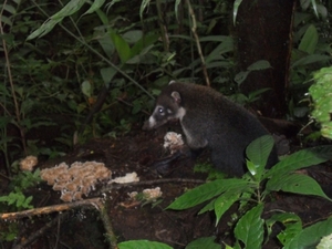 costa rica 2012 055