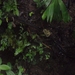 costa rica 2012 056