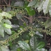 costa rica 2012 058