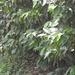 costa rica 2012 059