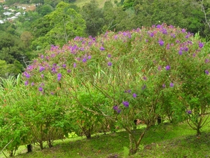 costa rica 2012 065