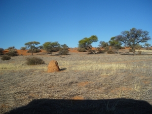 6. Een termietenheuvel