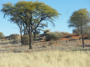 7. Ook de vogelstruis, Zuidafrikaans voor struisvogel was van de 